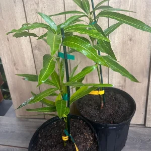 Ice Cream Mango Tree Live Plant - Grafted, 3 Gallon Pot, Sweet Fruit - Image 3