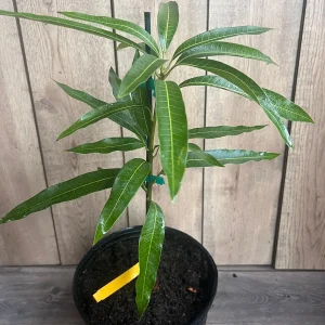 Ice Cream Mango Tree Live Plant - Grafted, 3 Gallon Pot, Sweet Fruit - Image 5