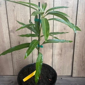 Ice Cream Mango Tree Live Plant - Grafted, 3 Gallon Pot, Sweet Fruit - Image 8