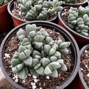 Ice Plant Corpuscularia Lehmannii Live Plant - Rare Succulent in 2