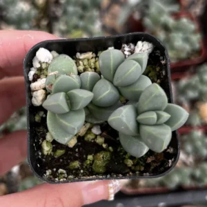 Ice Plant Corpuscularia Lehmannii Live Plant - Rare Succulent in 2
