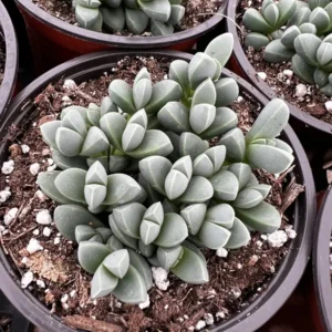 Ice Plant Corpuscularia Lehmannii Live Plant - Rare Succulent in 2