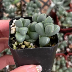 Ice Plant Corpuscularia Lehmannii Live Plant - Rare Succulent in 2