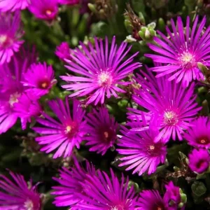 Ice Plant Live Plug - Hardy Delosperma Cooperi Ground Cover Succulent - Image 2