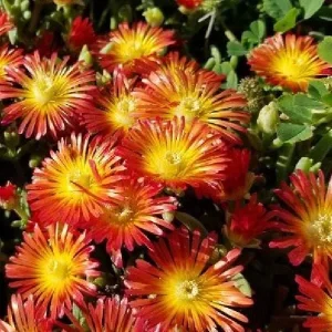 Ice Plant Live Plug - Hardy Delosperma Cooperi Ground Cover Succulent - Image 3