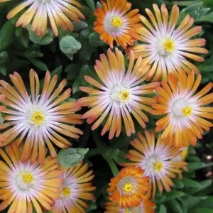 Ice Plant Live Plug - Hardy Delosperma Cooperi Ground Cover Succulent - Image 4