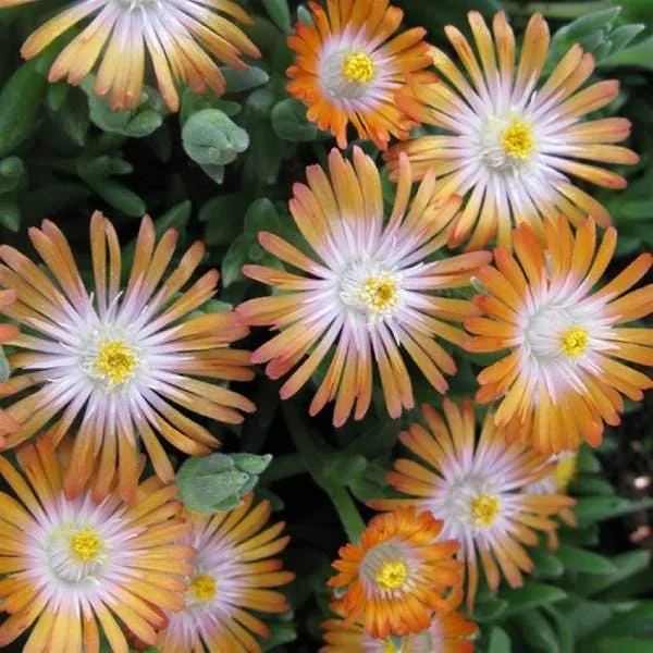 Ice Plant Live Plug - Hardy Delosperma Cooperi Ground Cover Succulent - Image 4