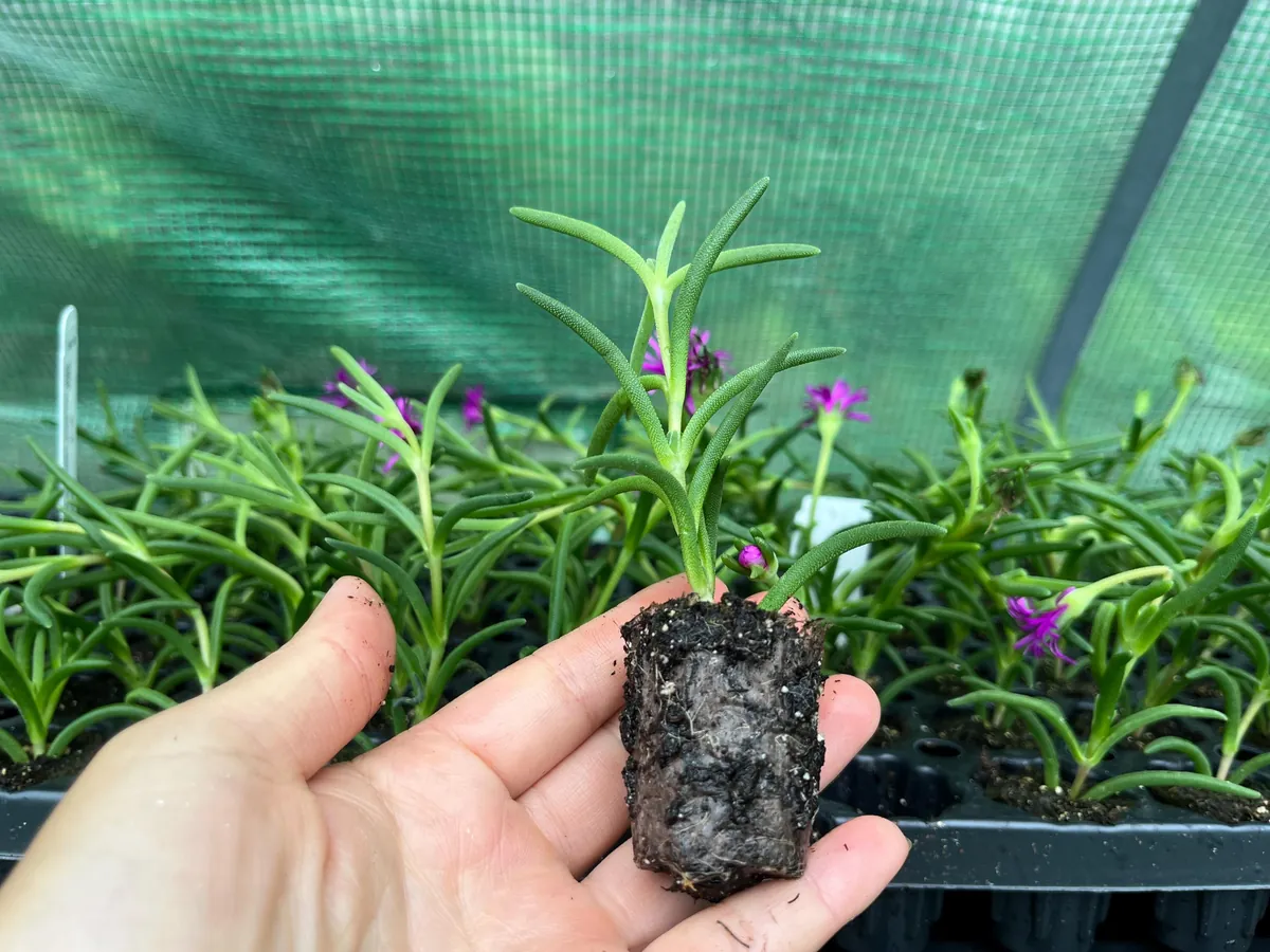 Ice Plant Live Plug - Hardy Delosperma Cooperi Ground Cover Succulent - Image 7