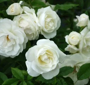 Iceberg Floribunda Rose Live Plant - White Flowers - 6