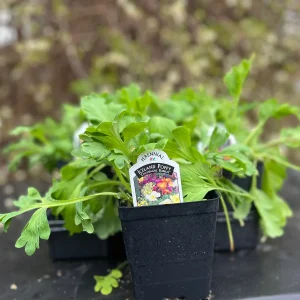 Iceland Poppy Champagne Bubbles Live Plant 4