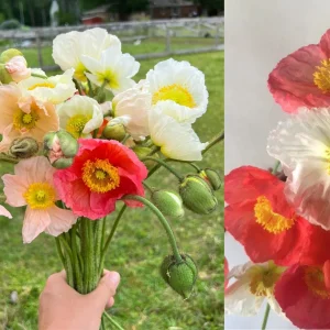 Iceland Poppy Champagne Bubbles Live Plant 4