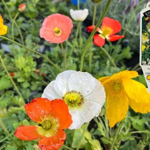 Iceland Poppy Hummingbird Live Plant - Flower Plug Starter - Attracts Hummingbirds - Image 10