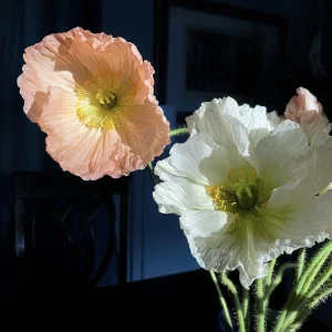 Iceland Poppy Hummingbird Live Plant - Flower Plug Starter - Attracts Hummingbirds - Image 6