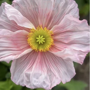 Iceland Poppy Hummingbird Live Plant - Flower Plug Starter - Attracts Hummingbirds - Image 8