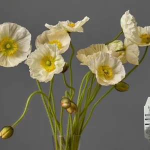 Iceland Poppy Hummingbird Live Plant - Flower Plug Starter - Attracts Hummingbirds - Image 9