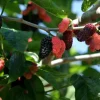Illinois Everbearing Mulberry Seeds - 20 Pcs - Fast Growing Fruit Tree Seeds - Image 1