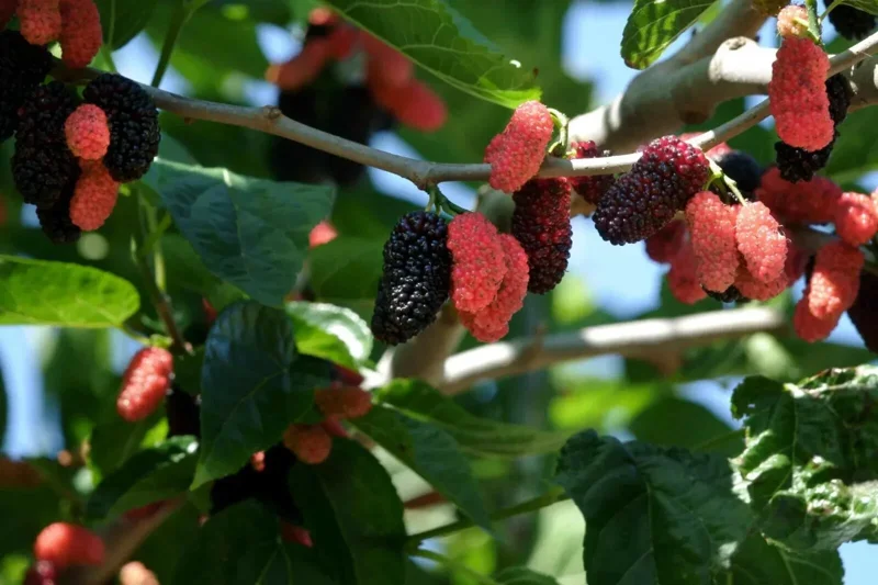 Illinois Everbearing Mulberry Seeds - 20 Pcs - Fast Growing Fruit Tree Seeds - Image 1