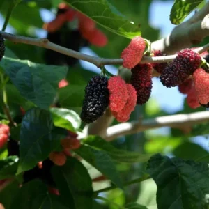 Illinois Everbearing Mulberry Seeds - 20 Pcs - Fruit Tree Seeds - Image 1