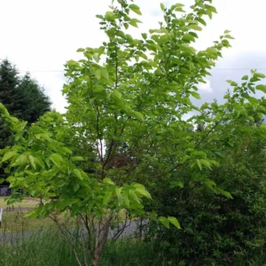 Illinois Everbearing Mulberry Tree Starter Plant - Live Fruit Tree, Cold Hardy - Image 2