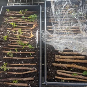 Imara Raspberry Bare Root Cane - 1-Year-Old Everbearing Red Variety - High Yield - Image 6