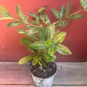 Imbe Garcinia Livingstonei Live Plant – African Mangosteen – 6 inch Pot - Image 2