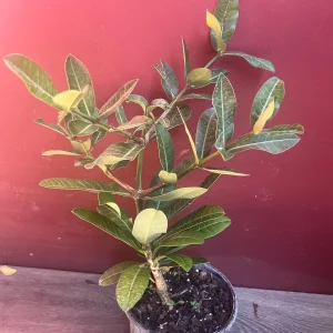 Imbe Garcinia Livingstonei Live Plant – African Mangosteen – 6 inch Pot - Image 3