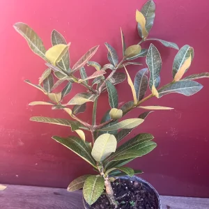 Imbe Garcinia Livingstonei Live Plant – African Mangosteen – 6 inch Pot - Image 4