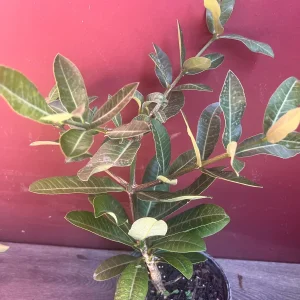 Imbe Garcinia Livingstonei Live Plant – African Mangosteen – 6 inch Pot - Image 5