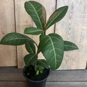 Imbe Garcinia Livingstonei Live Plant – African Mangosteen – 6 inch Pot - Image 8