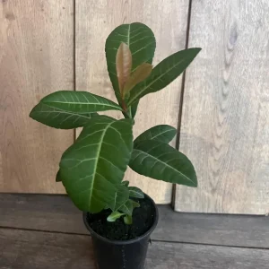 Imbe Garcinia Livingstonei Live Plant – African Mangosteen – 6 inch Pot - Image 9