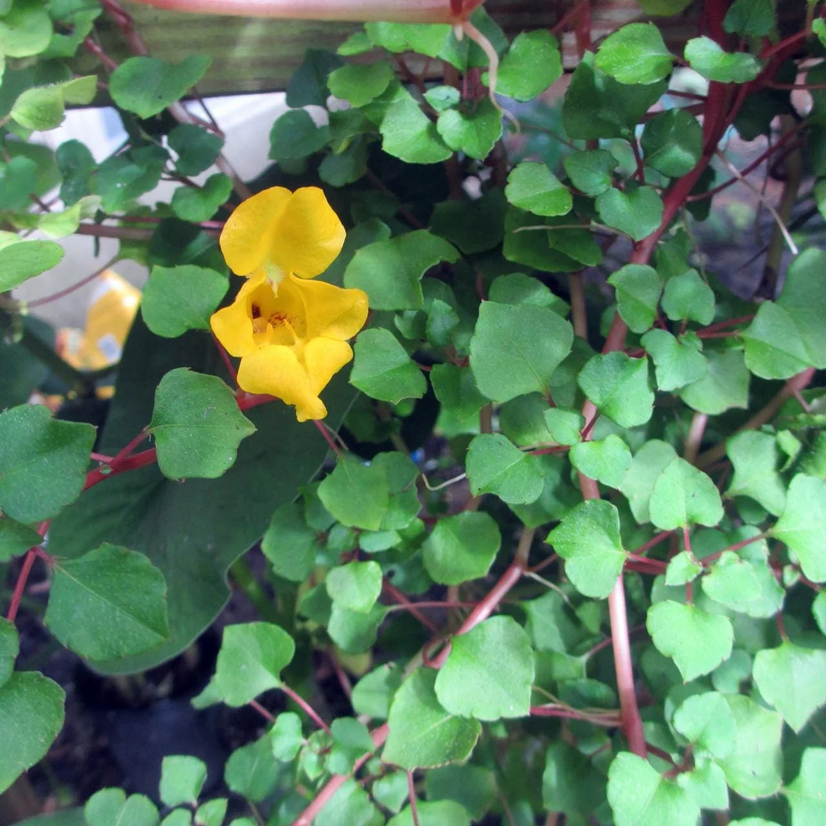 Impatiens repens Golden Dragon Live Plant - Rare Tropical Vining Houseplant - 2.5" Pot - Image 2