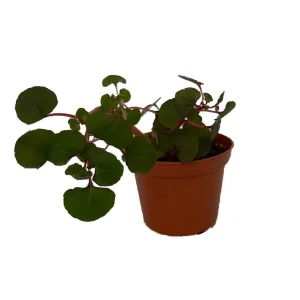 Impatiens repens Golden Dragon Live Plant - Rare Tropical Vining Houseplant - 2.5