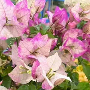 Imperial Thai Delight Bougainvillea Live Plant - 2-Pack, 4-6