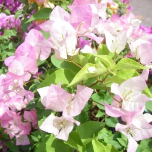 Imperial Thai Delight Bougainvillea Live Plant - 2-Pack, 4-6