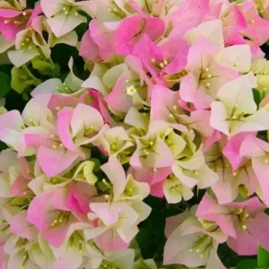 Imperial Thai Delight Bougainvillea Live Plant - 2-Pack, 4-6