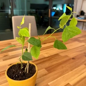 Imperial Thai Delight Bougainvillea Live Plant - 2-Pack, 4-6