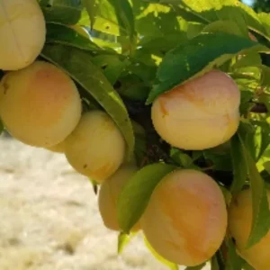 Inca Plum Tree Live Plant - 2 Feet Tall, Ships in 1 Gallon Pot, Outdoor Fruit - Image 1