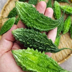 Indian Bitter Melon Seeds - Khổ Qua Rừng Lùn Gai Non-GMO Heirloom - Image 4