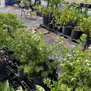 Indian Jasmine Live Plant (Jasminum molle) - 3 Gallon Pot - Fragrant Outdoor Vine - Image 3