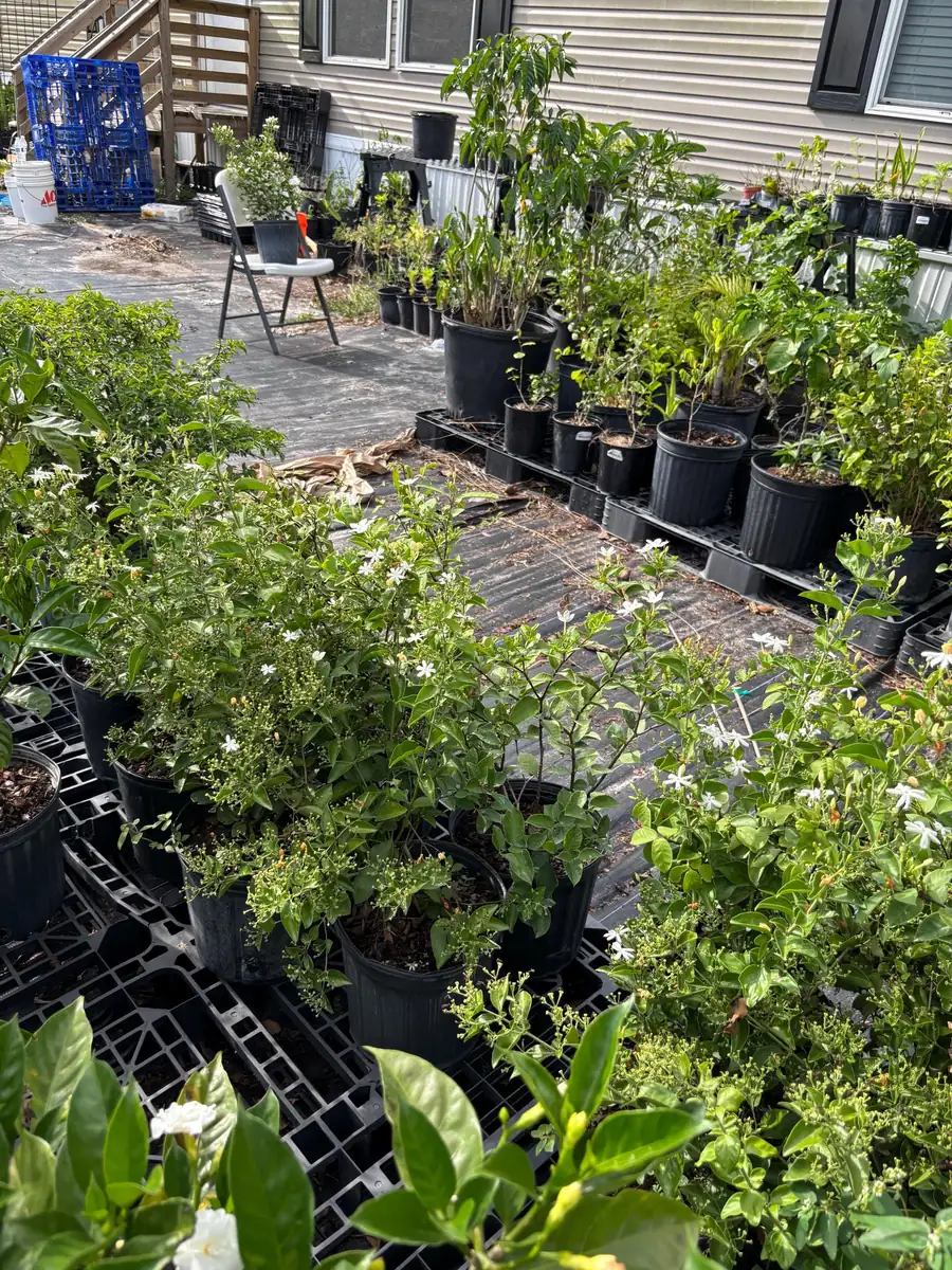 Indian Jasmine Live Plant (Jasminum molle) - 3 Gallon Pot - Fragrant Outdoor Vine - Image 3