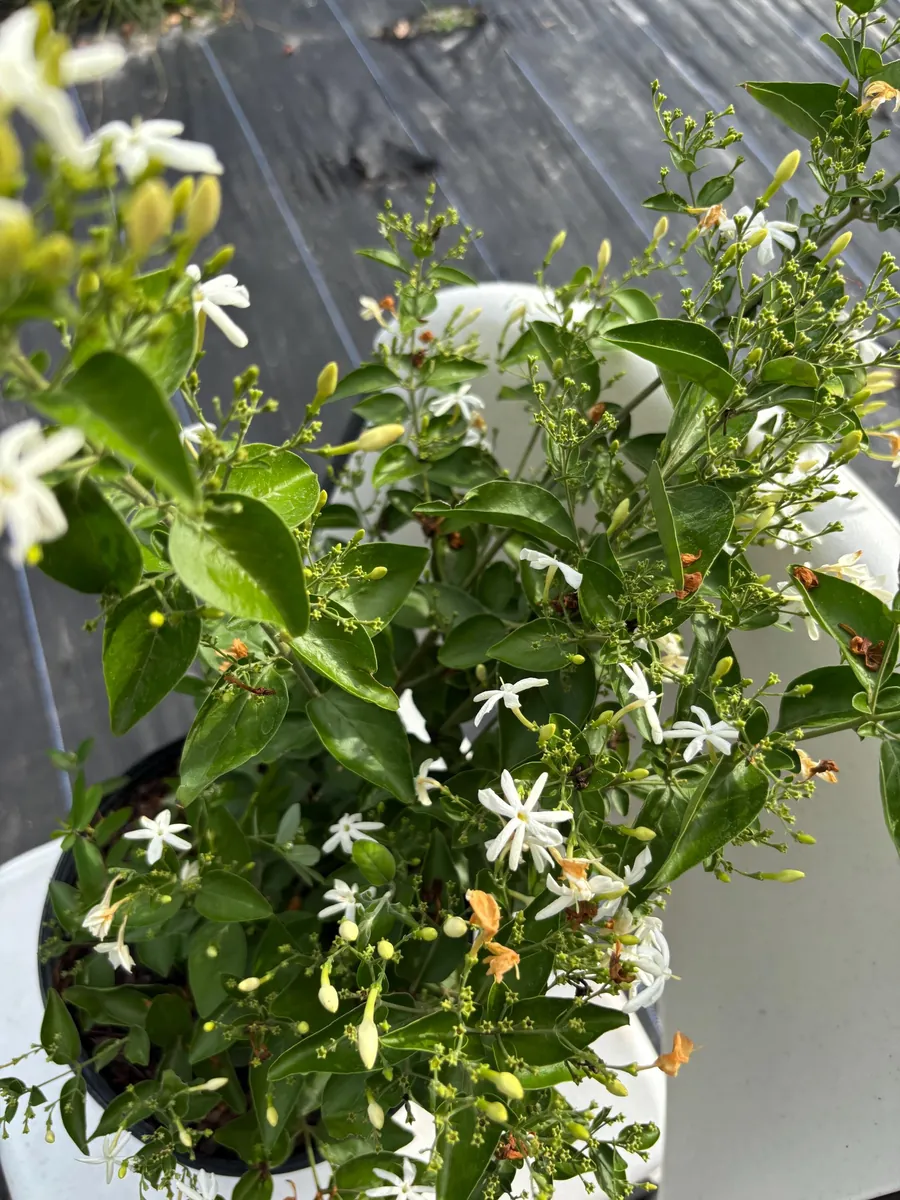 Indian Jasmine Live Plant (Jasminum molle) - 3 Gallon Pot - Fragrant Outdoor Vine - Image 4