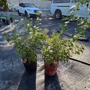 Indian Jasmine Live Plant (Jasminum molle) - 3 Gallon Pot - Fragrant Outdoor Vine - Image 5