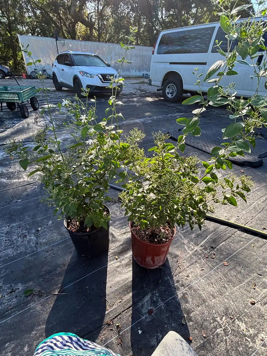 Indian Jasmine Live Plant (Jasminum molle) - 3 Gallon Pot - Fragrant Outdoor Vine - Image 5