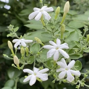 Indian Jasmine Live Plant (Jasminum molle) - Fragrant 3 Gallon Pot - Image 2