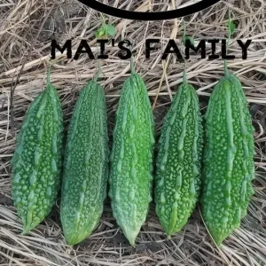 Indian Long Bitter Melon Seeds - Non-GMO Heirloom - Vegetable Seeds - Image 2