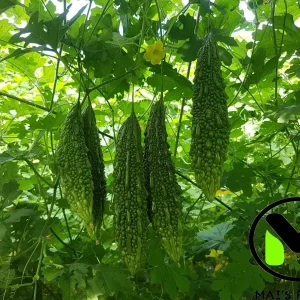 Indian Long Bitter Melon Seeds - Non-GMO Heirloom - Vegetable Seeds - Image 1