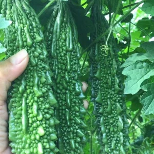 Indian Long Bitter Melon Seeds - Non-GMO Heirloom - Vegetable Seeds - Image 4