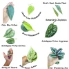 Indoor Plant Cuttings Bundle - Mystery Box for Propagation - Pothos, Philodendron, Tradescantia - Image 1