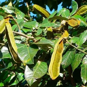 Inga Edulis Ice Cream Bean Tree Live Plant Starter 6-12 inches Tall - Image 2