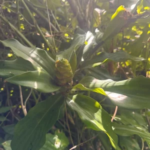 Insulin Plant Leaves – Fresh Cut for Tea & Chewing – Natural Health - Image 2